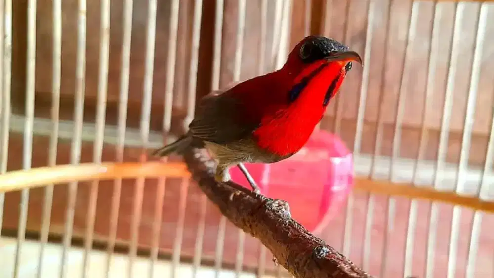 Dijual burung kolibri jantan