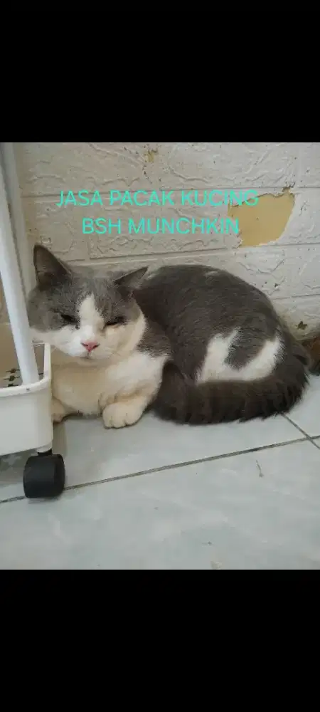 Kucing BSH munchkin