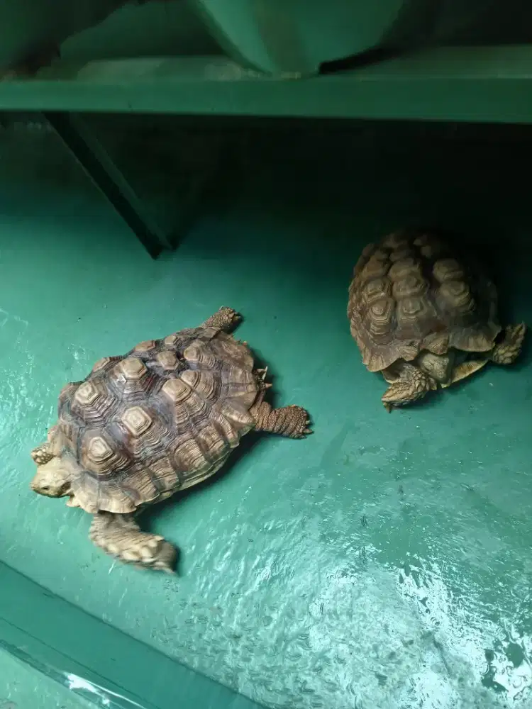 Sulcata Sepasang