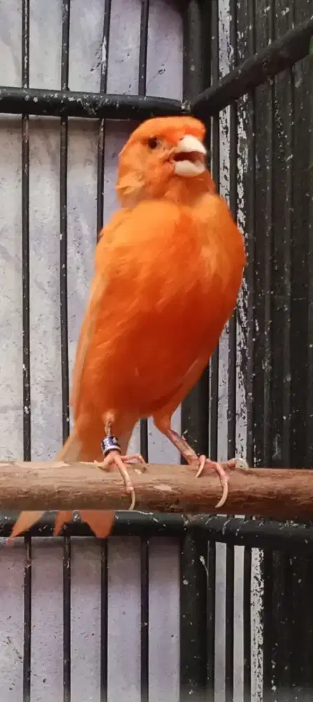 Kenari melok merah lokal