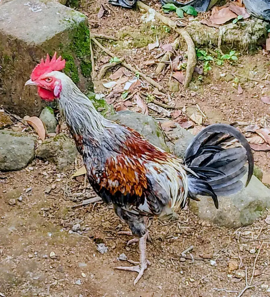 Ayam pelung suara melengking merdu indah pengiriman cepat Amanah