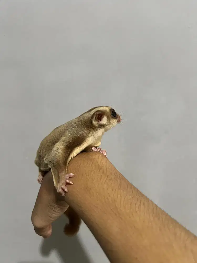 sugar glider caramel