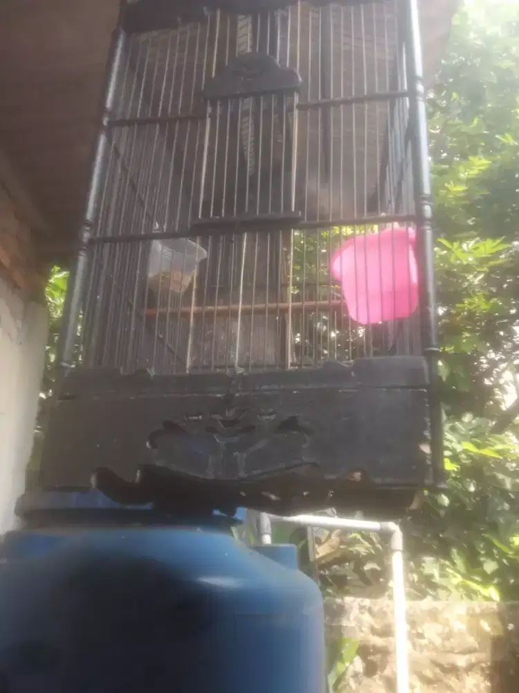 Jual kandang burung