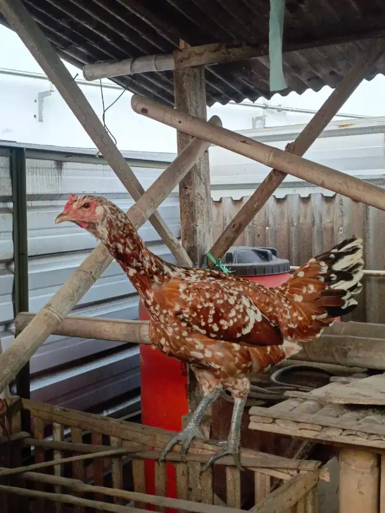 Biang Ayam Pelung