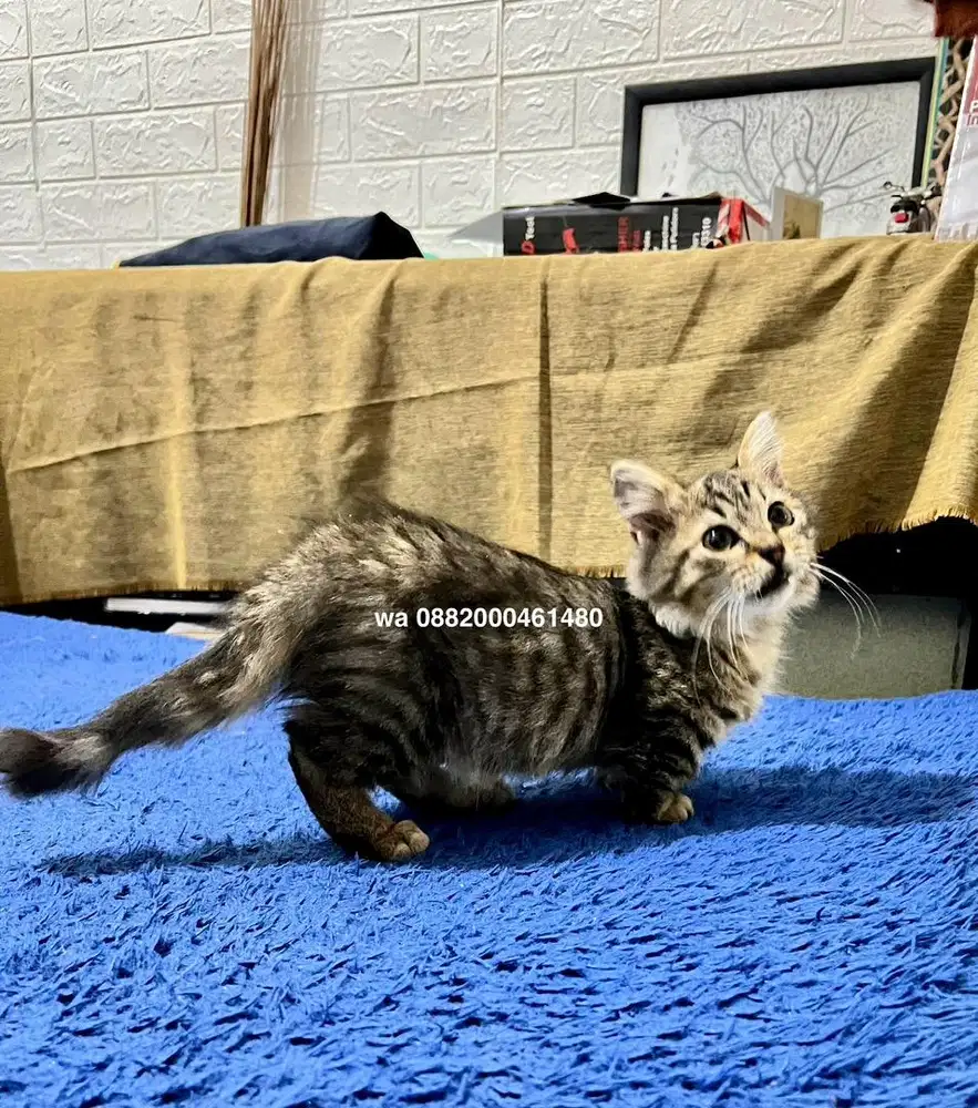 kucing munchkin