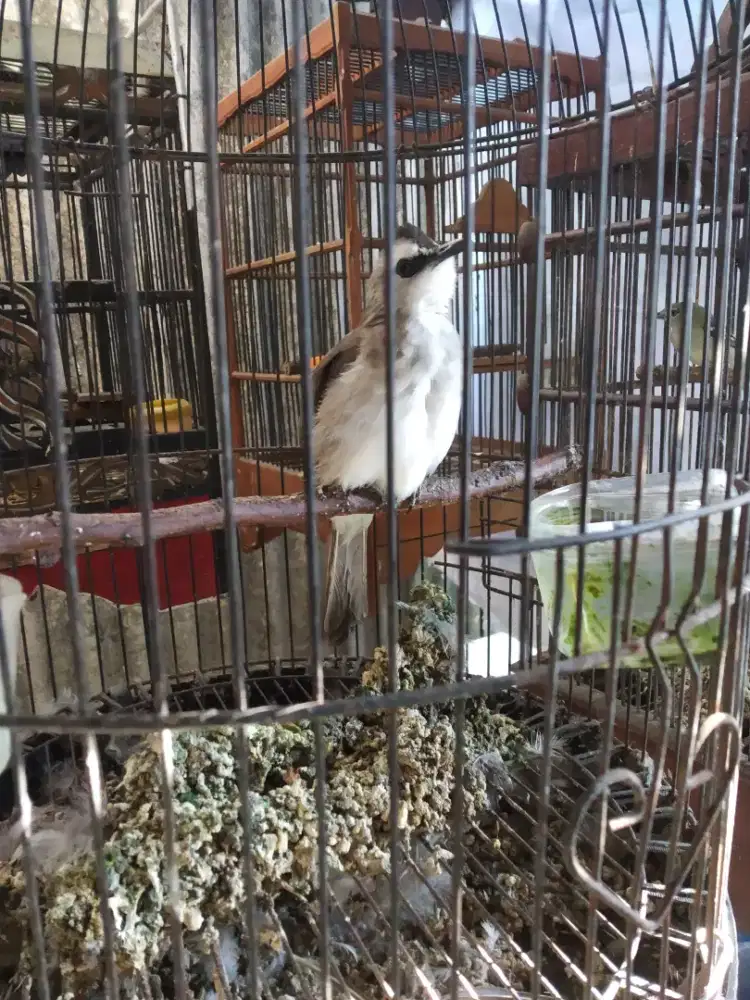 Trucuk ngropel Garuda