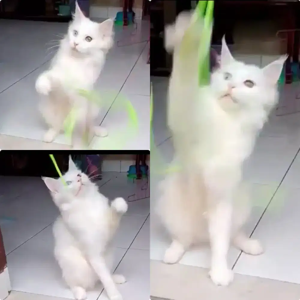 Kucing Mainecoon jantan NP White solid Odd eyes 7 bulan