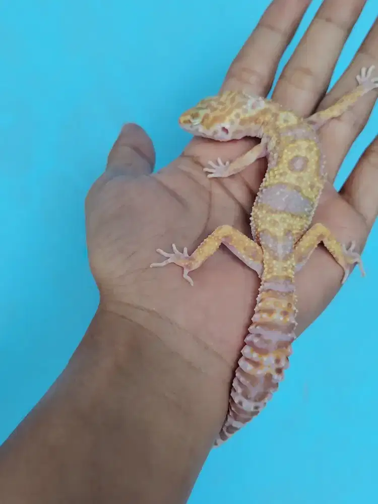 Leopard gecko  MS Tremper ph eclipse