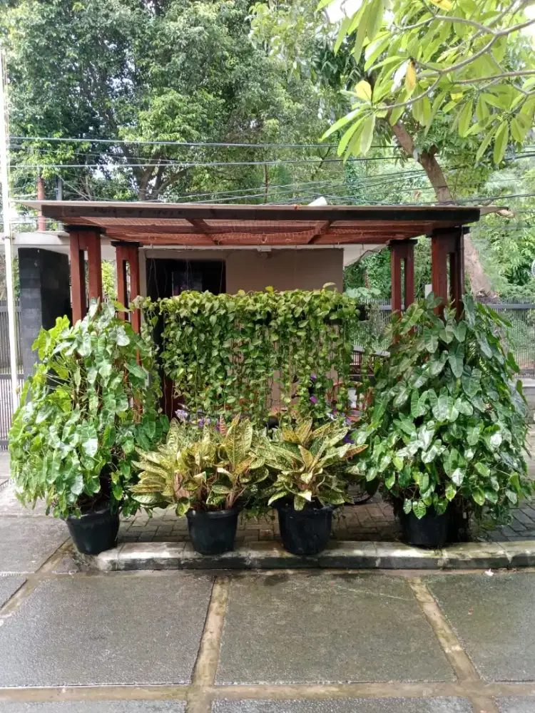 Jasa perawat kebun panggilan