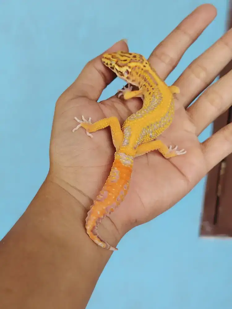 Leopard gecko  Bell Bold Stripe CT gondrong