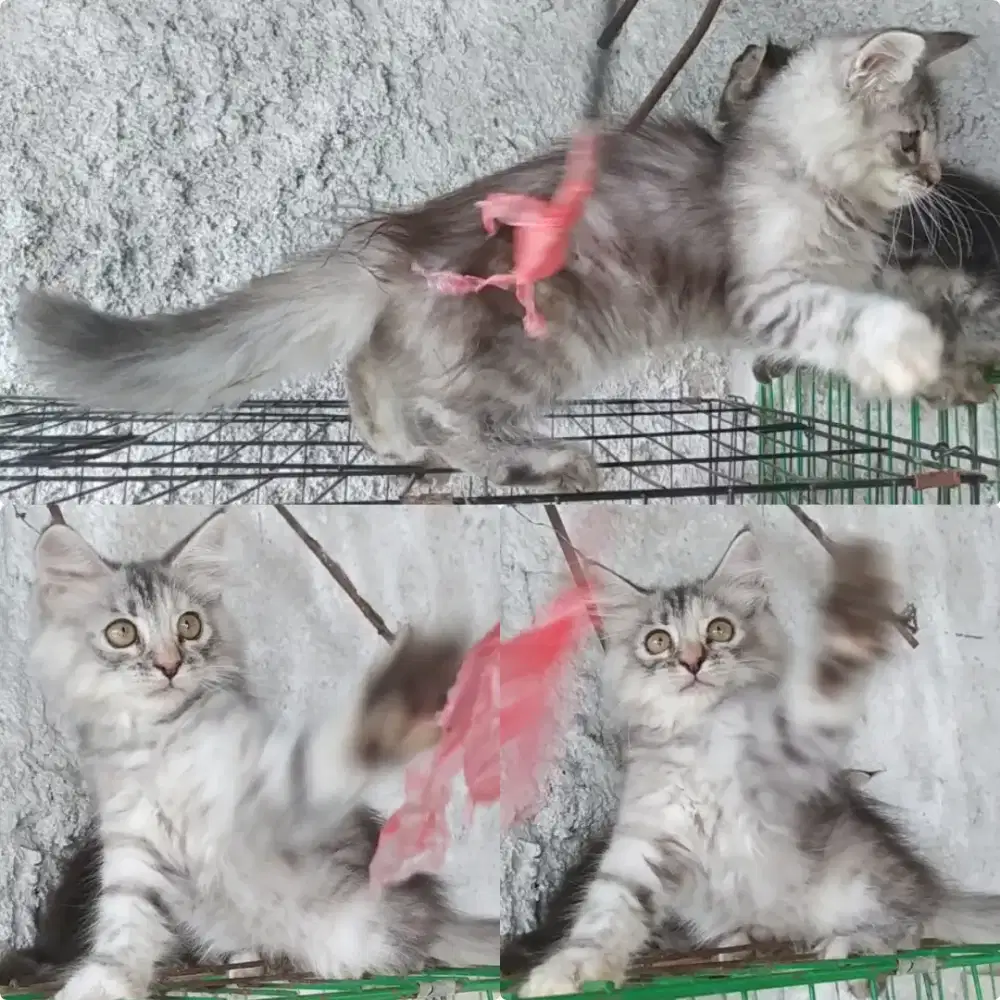 Kucing kitten mainecoon betina silver 2.5 bulan