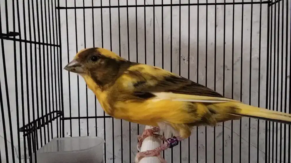 AF betina dara siapan warna bon kuning
