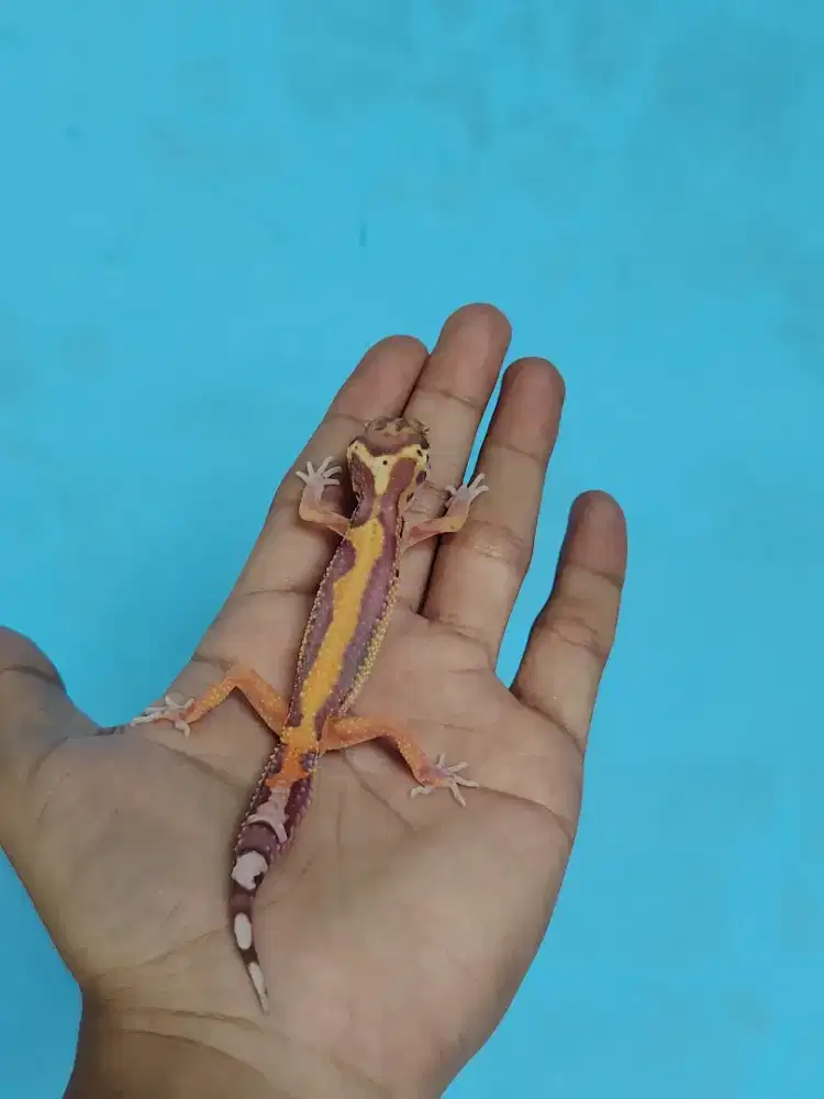Leopard gecko   Bell Bold Stripe