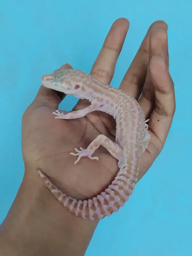 Leopard gecko   Super Snow Tremper