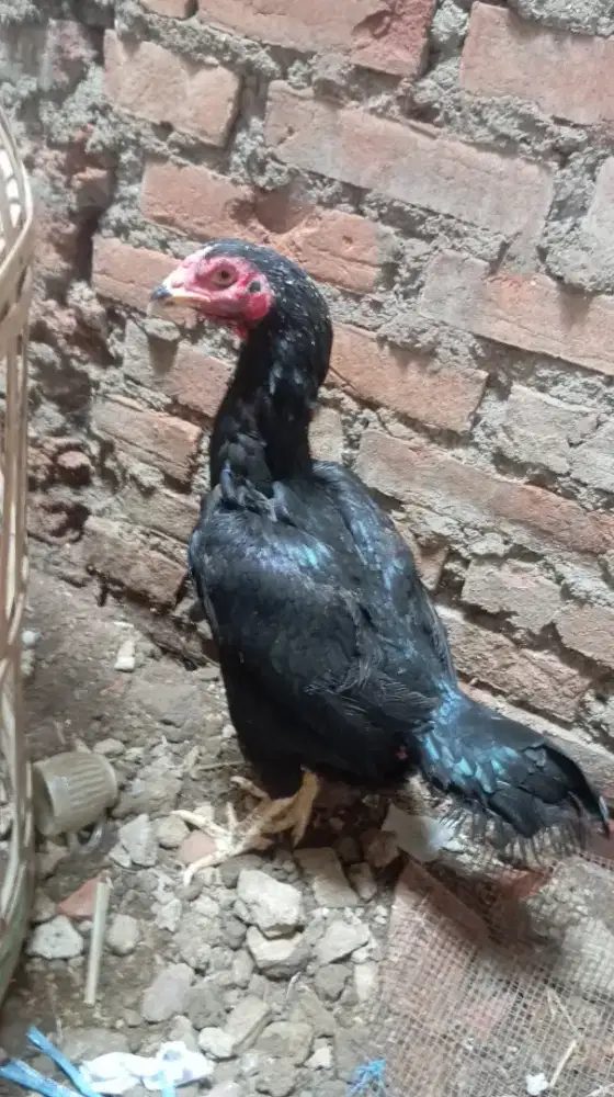 Ayam Bangkok Clasik