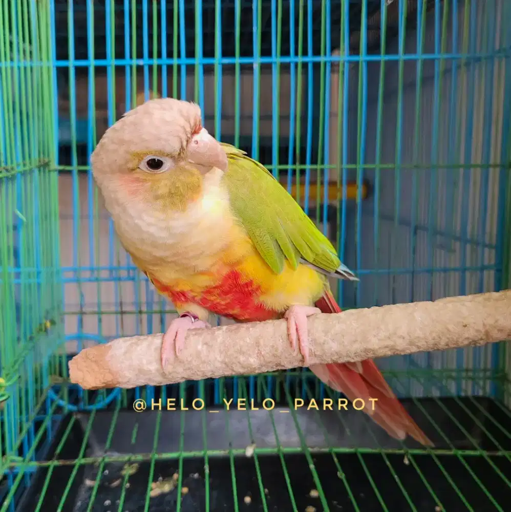 Pineapple Conure JANTAN - Mapan