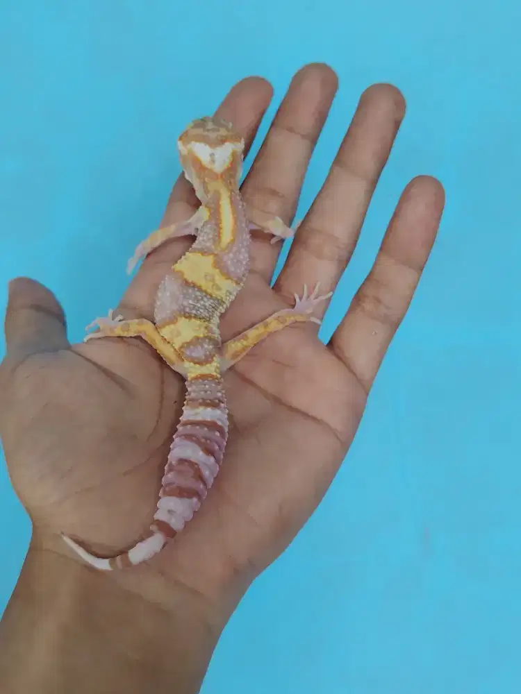 Leopard gecko  MS tremper poss WY