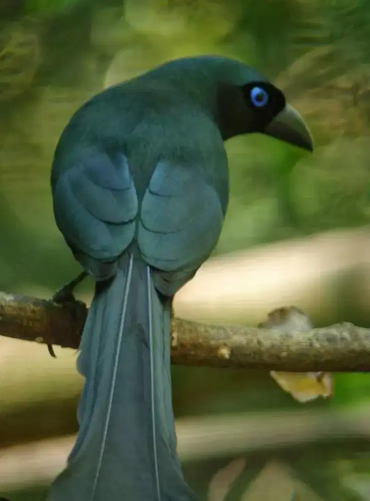 Burung Murai Papua