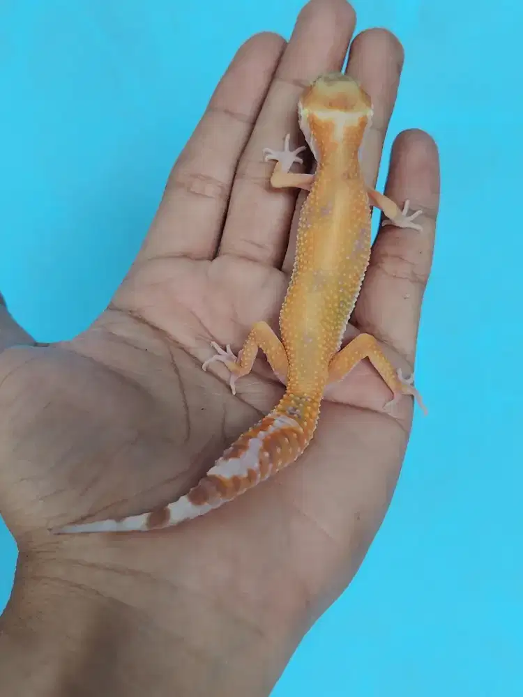 Leopard gecko Tremper emerine  RS Jungle