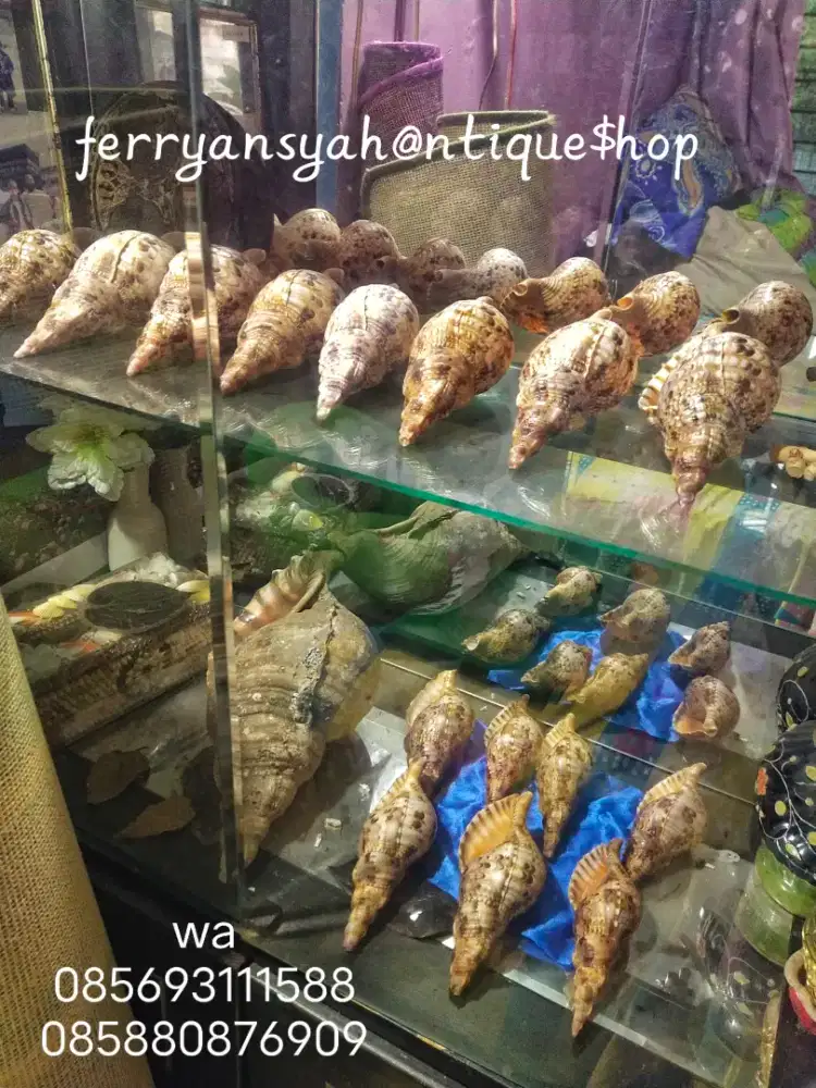 Trithon shell atau Keong Terompet original dari laut