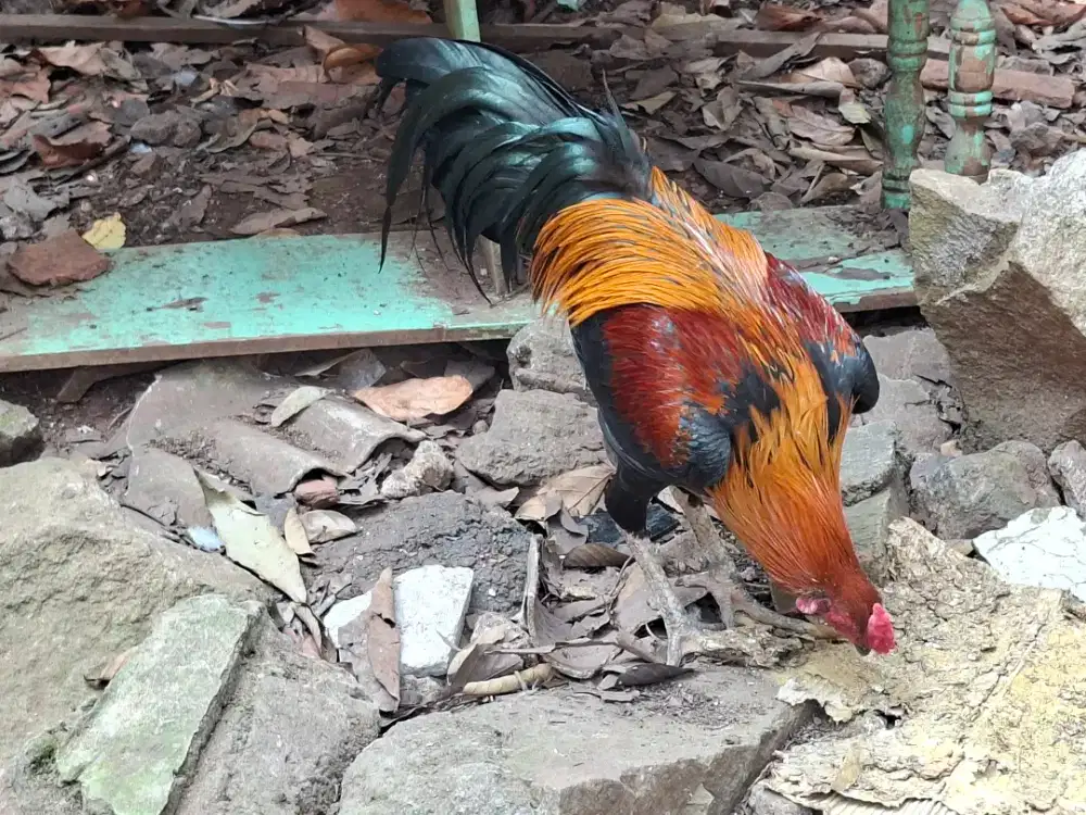 Jual Ayam Kampung Asli Ternak Sendiri | Siap Kirim Jabodetabek