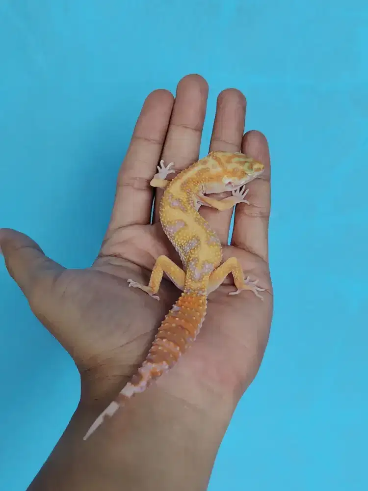 Leopard gecko Tremper jungle Stripe