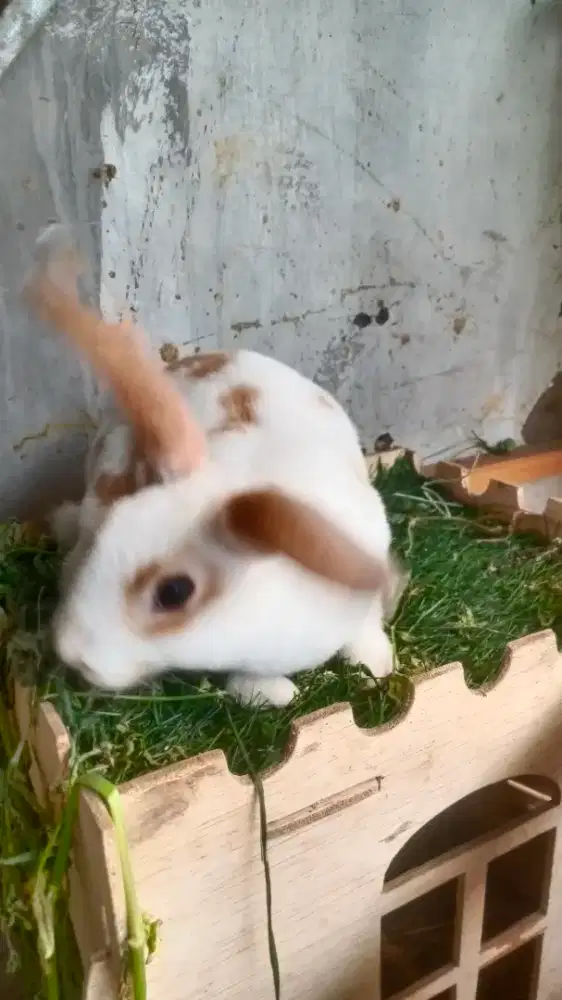 Dijual kelinci jenis Rex
