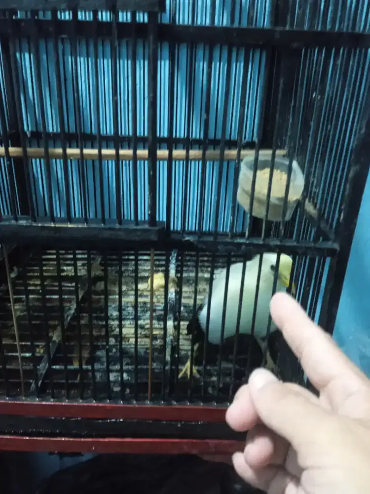 Jalak manggung top