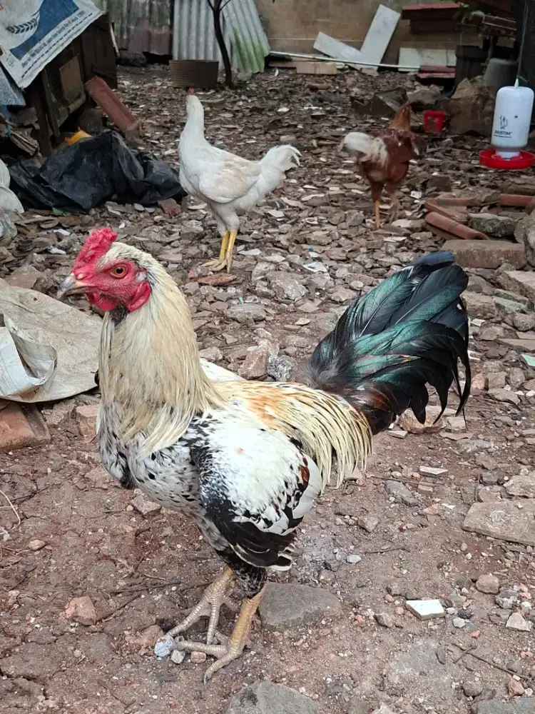 Jual Ayam Kampung Asli Ternak Sendiri | Siap Kirim Jabodetabek