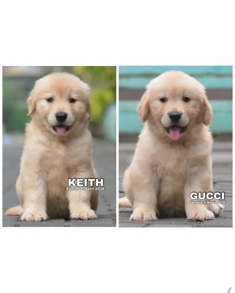 Golden retrievee jantan puppy