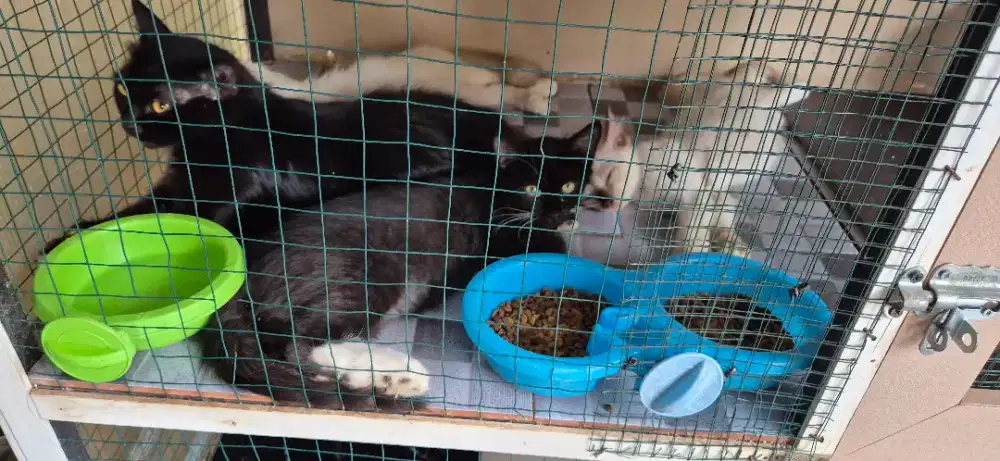 Kucing ras atau mix 4 pasang  ( anggora dan himalaya)