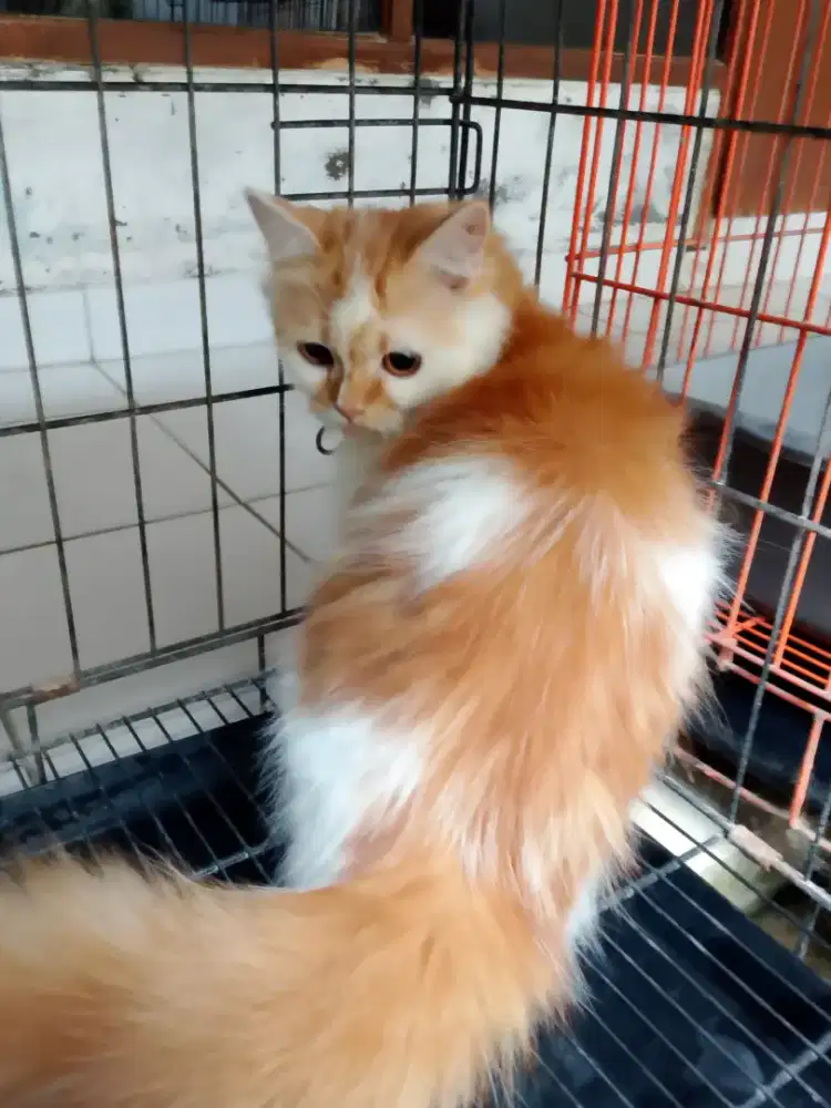 Kitten persia longhair