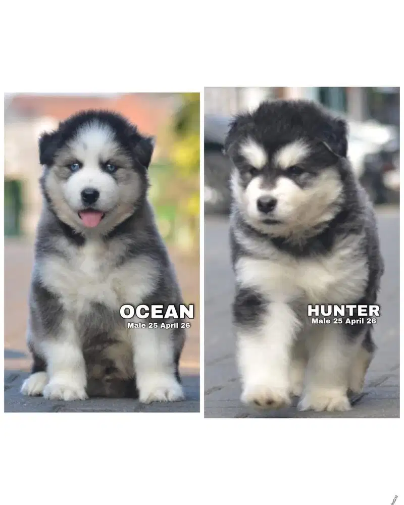 Puppy siberian husky stambum