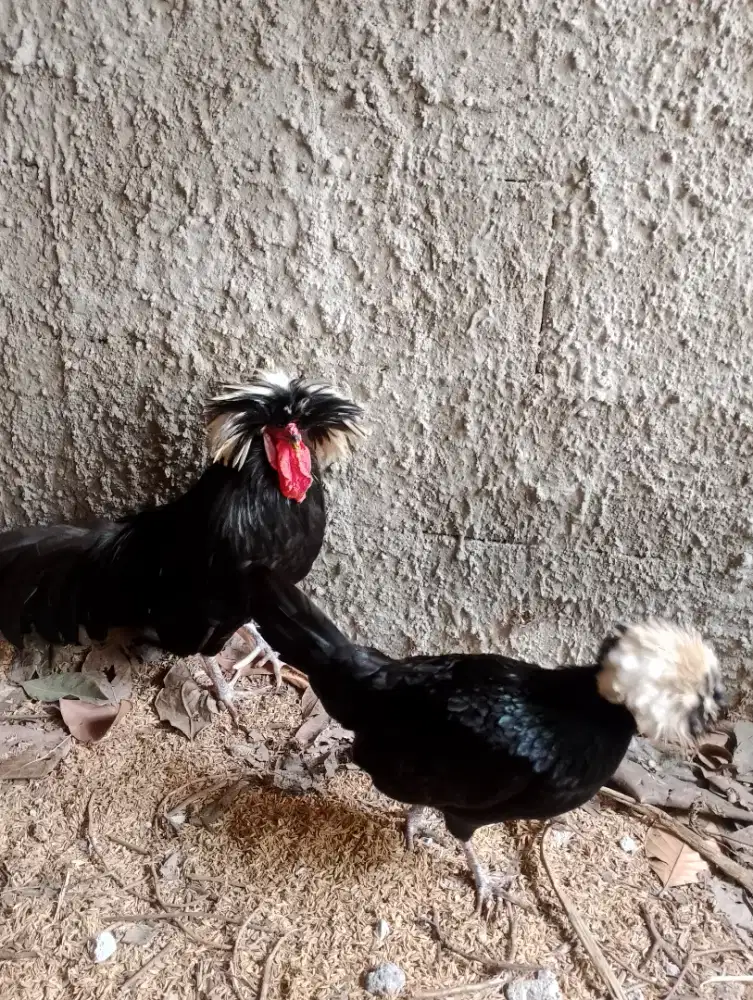 Jual ayam Wcb black Polish spasang
