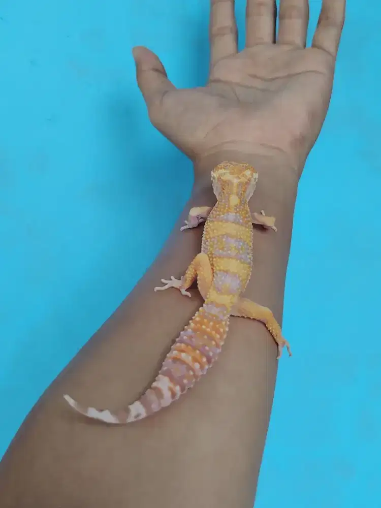 Leopard gecko Tremper ph eclipse