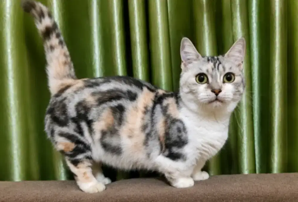 Munchkin rug hugger indukan