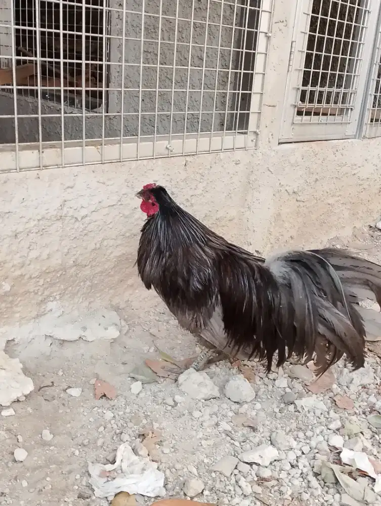 Ayam jantan Black sumatera