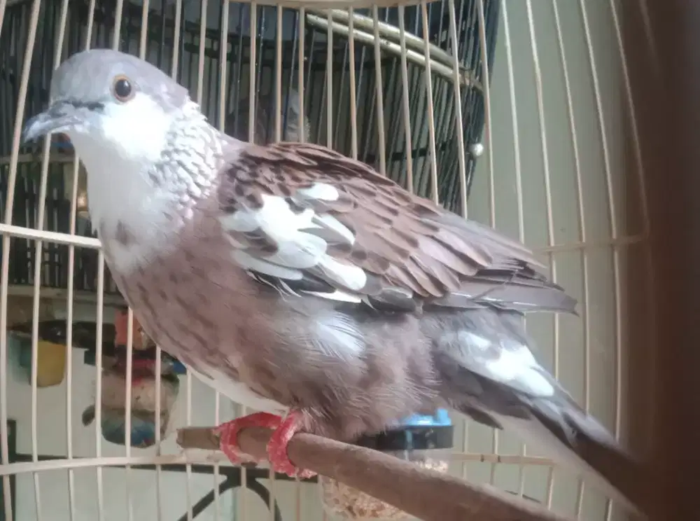 Tekukur blorok jantan