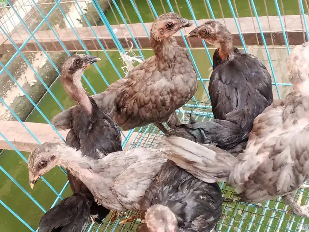 Anakan ayam black sumatera