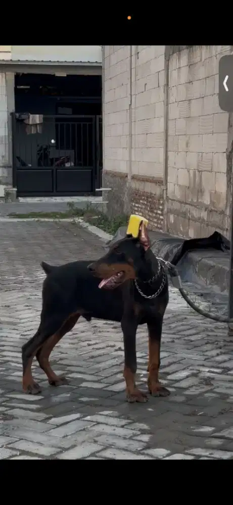 Doberman pitcher stb jantan