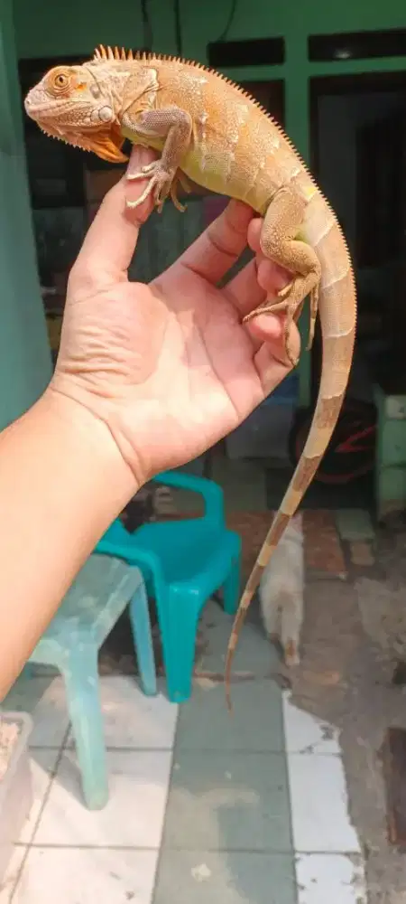 Tobago hybrid red cakep