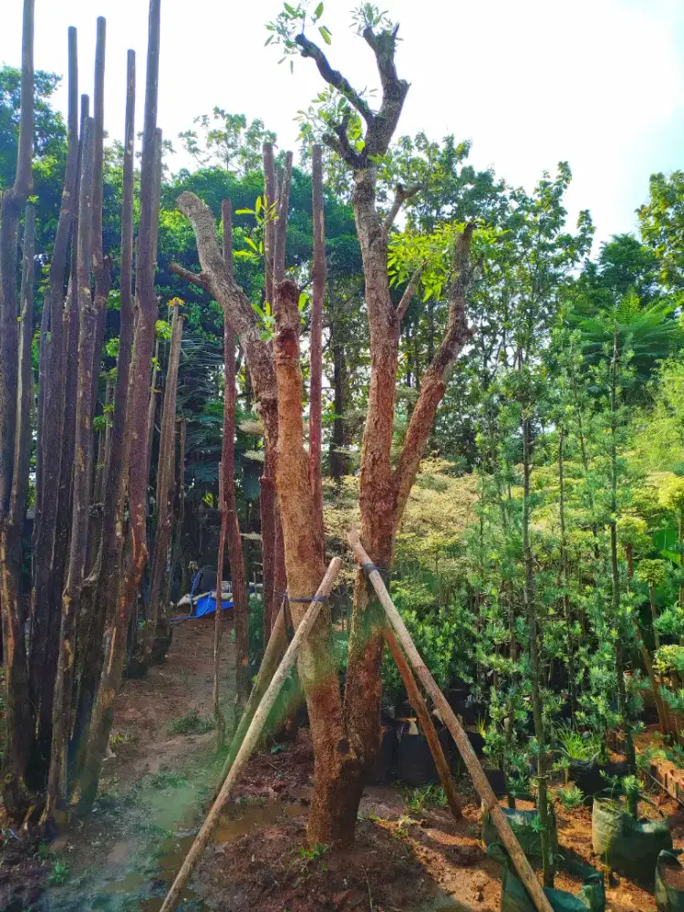Pohon tabebuya bunga kuning