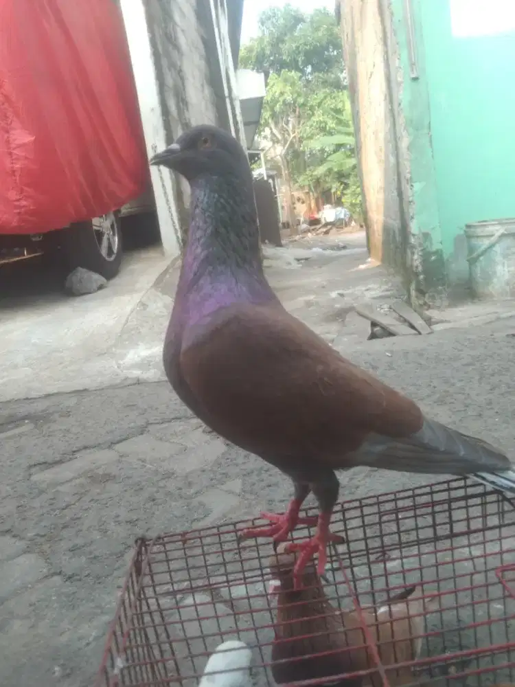 Jual sepasang bekas player edisi mau fakum