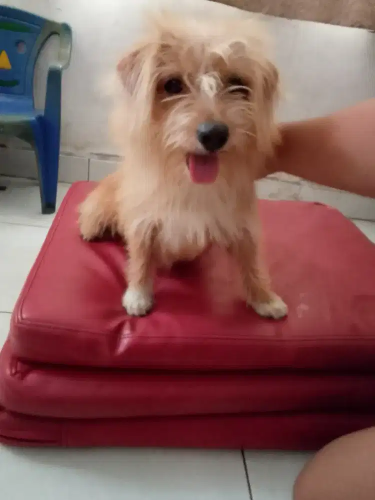 Anjing ras ceper