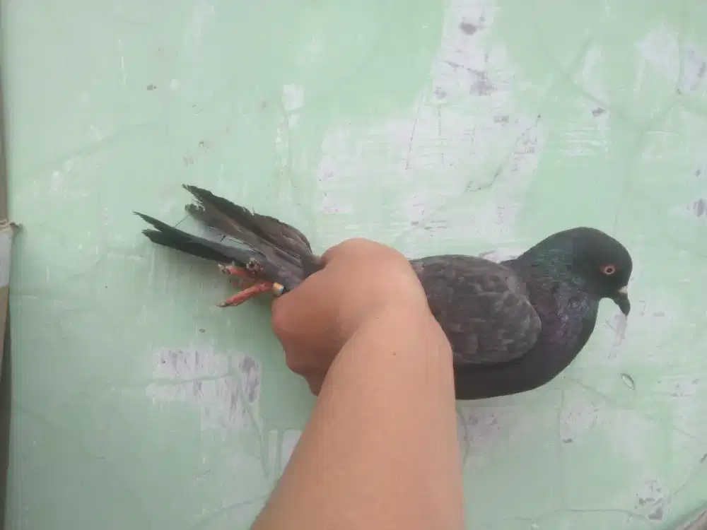 Burung dara cewe cantikkk pacek mau fakum
