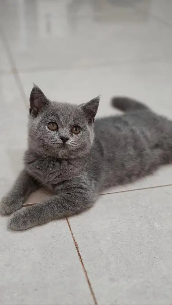 Kitten BSH ( British shorthair )