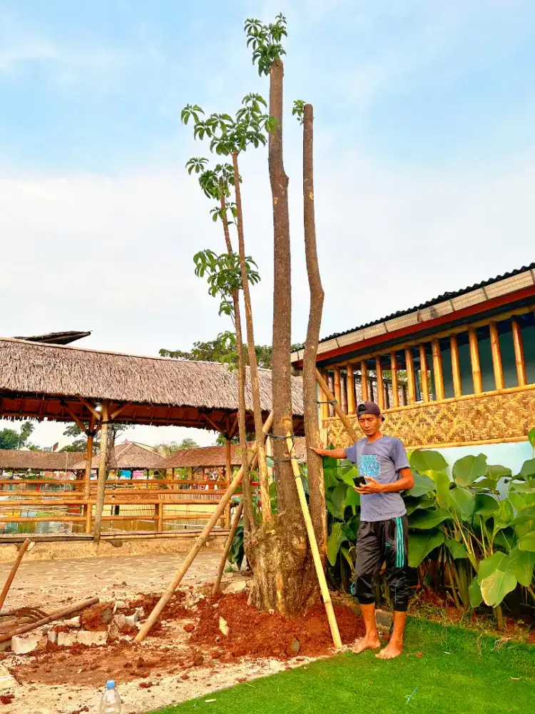 Jual pohon pule