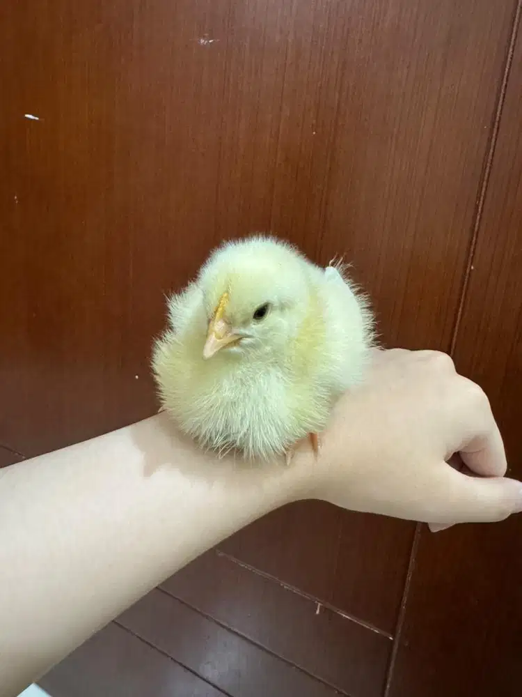 Anak Ayam Usia 1-2 Minggu