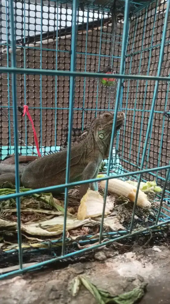Iguana Blue Biru Dewasa
