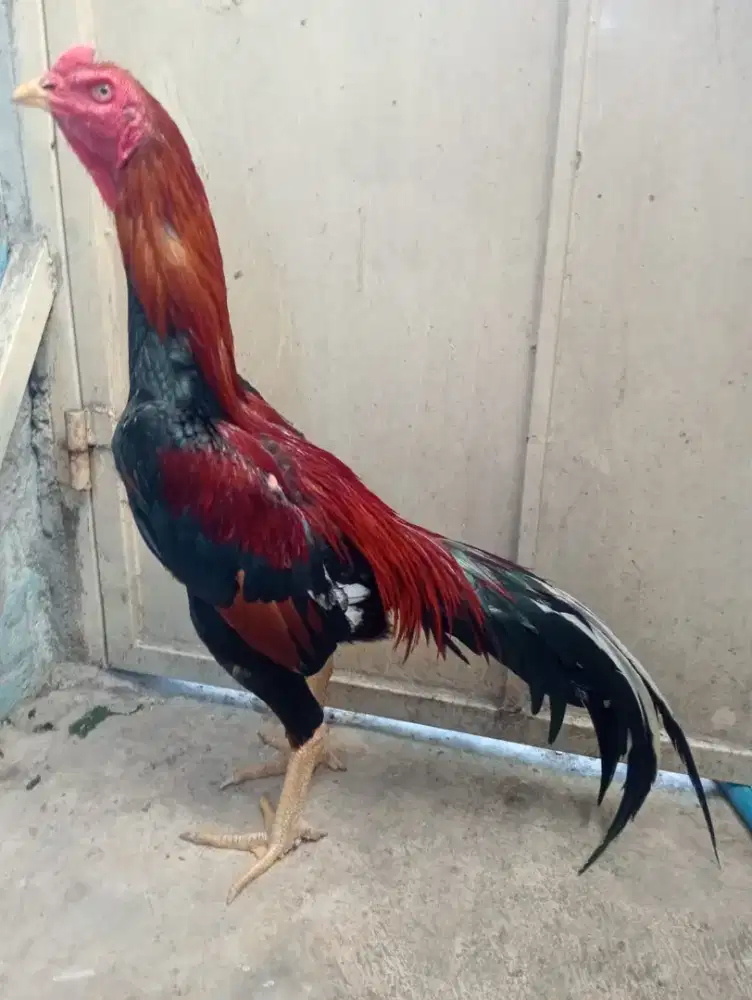 Ayam Bangkok ukuran 5-5,5